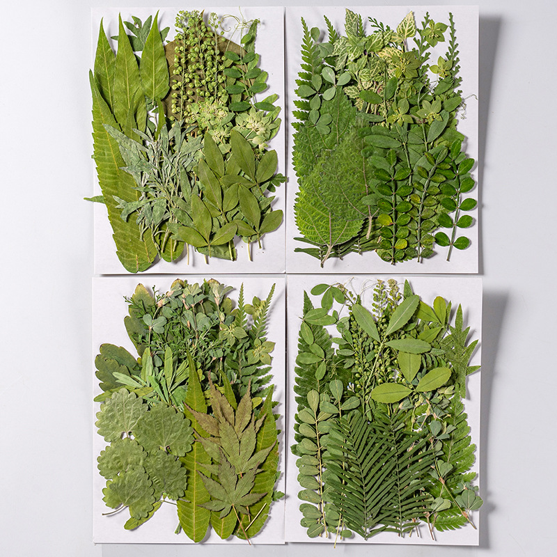 1Set 35pcs Pressed Dried Flowe - Dried Flower Bookmark review and price