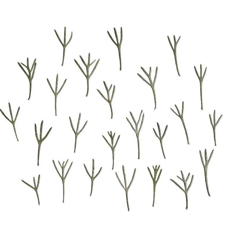 24pcs,Real Pressed Achillea Le - Dried Flower Bookmark review and price