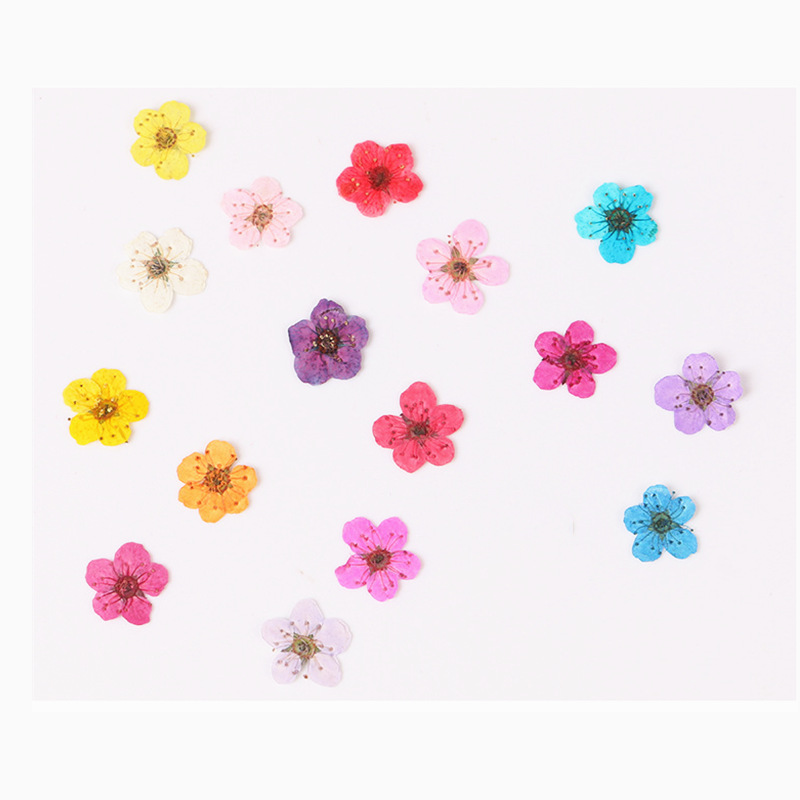 60pcs Mini Pressed Dried Narci - Dried Flower Bookmark review and price