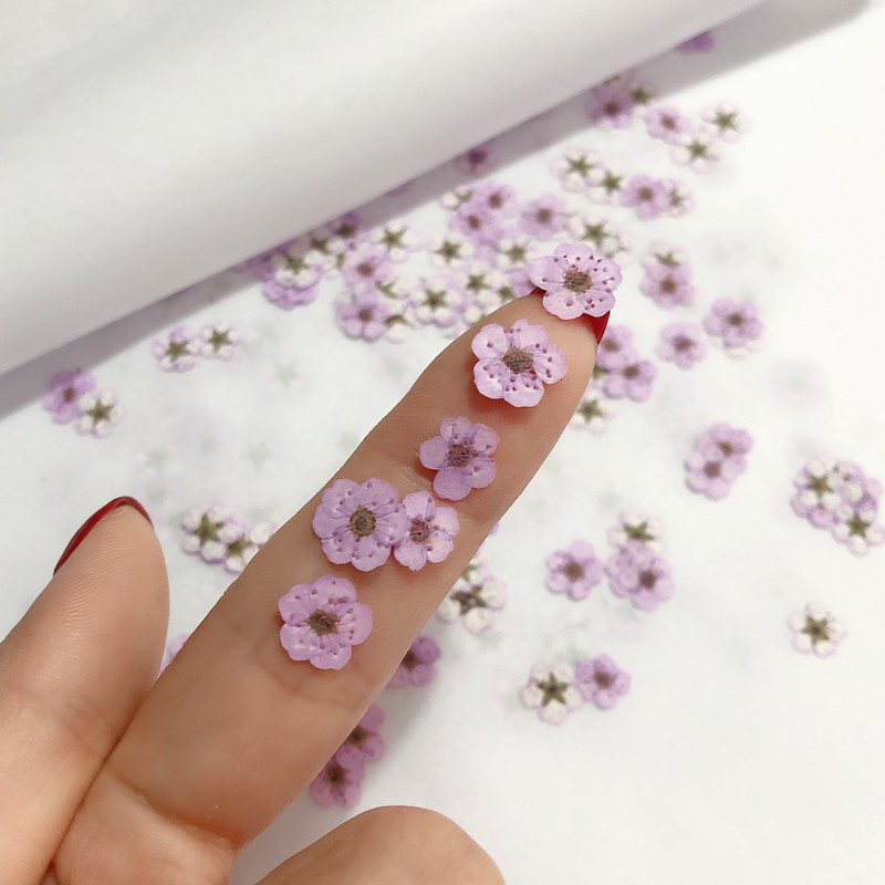 60pcs Mini Pressed Dried Narci - Dried Flower Bookmark review and price
