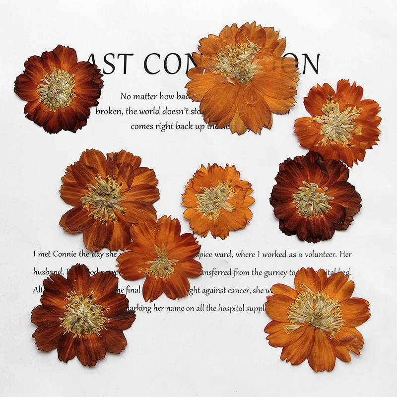 12pcs/3-5cm,Nature pressed Thi - Dried Flower Bookmark review and price