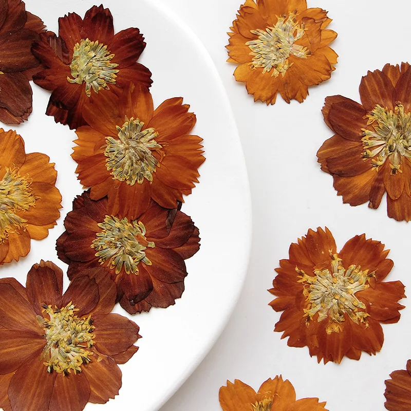 12pcs/3-5cm,Nature pressed Thi - Dried Flower Bookmark review and price