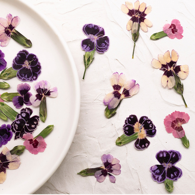 24pcs,Pressed Dried Dianthus F - Dried Flower Bookmark review and price